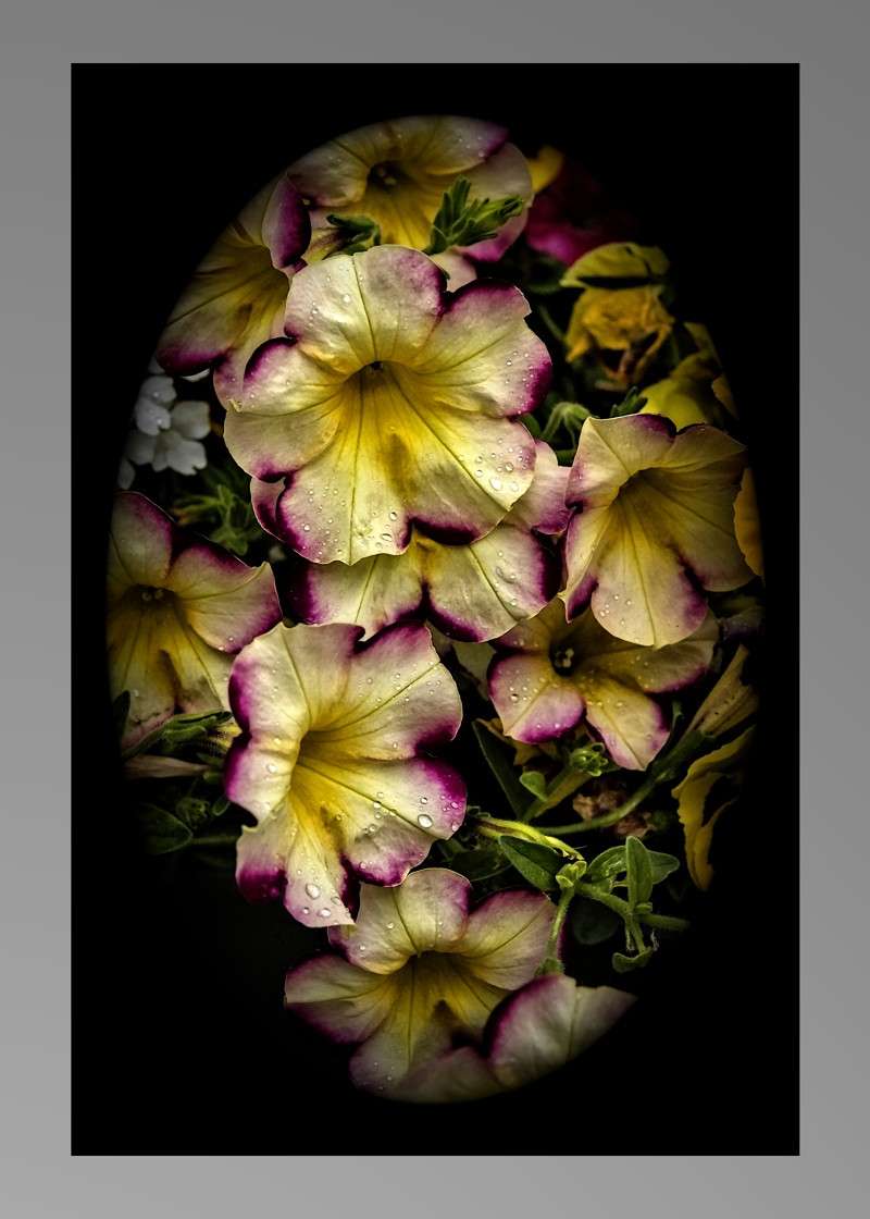 Banana cherry petunia- 01